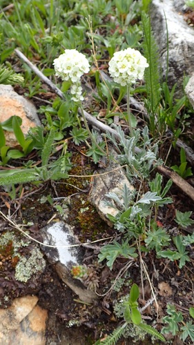 Smelowskia porsildii