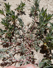 Suaeda calceoliformis