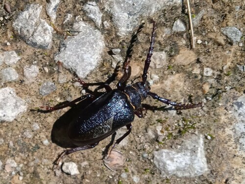 Prionus coriarius