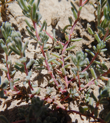 Suaeda calceoliformis