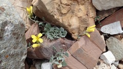 Physaria didymocarpa