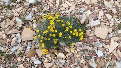 Potentilla nivea