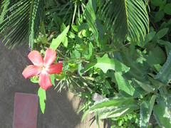 Abelmoschus sagittifolius