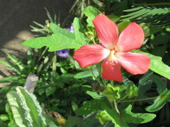 Abelmoschus sagittifolius