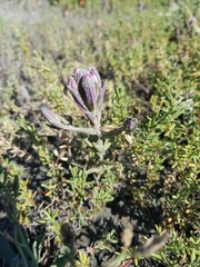 Chloropyron maritimum palustre