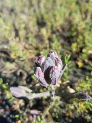Chloropyron maritimum palustre