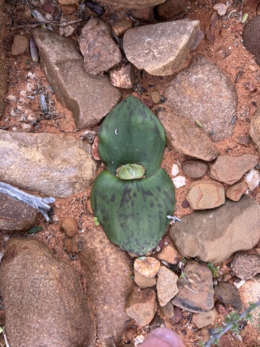 Image of Massonia depressa by (c) Dave U, some rights reserved (CC BY-SA)