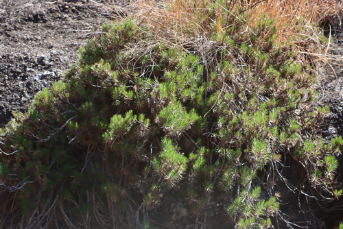 Pineleaf Mapdaisy (Fluminaria pinifolia)