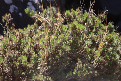 Image of Fluminaria pinifolia by (c) Tony Rebelo, some rights reserved (CC BY-SA)