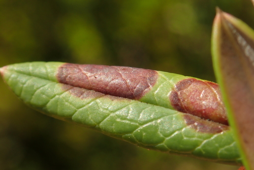Gibbera andromedae