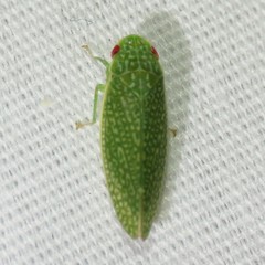 Rugosana