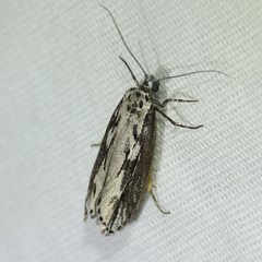 Ethmia semitenebrella