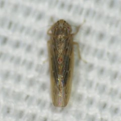Deltocephalini