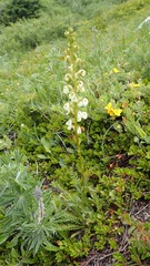 Pedicularis contorta