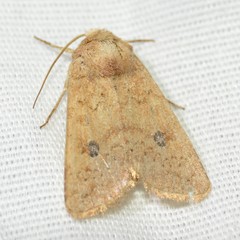 Protorthodes mulina