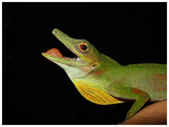 Amazon Green Anole photo 3