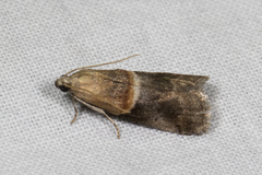 Acrobasis demotella