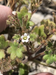 Phacelia rotundifolia