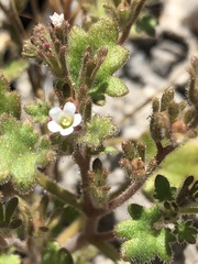 Phacelia rotundifolia