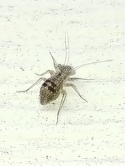 Mesopsocus unipunctatus
