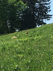 Marmota