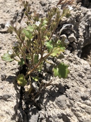 Phacelia rotundifolia
