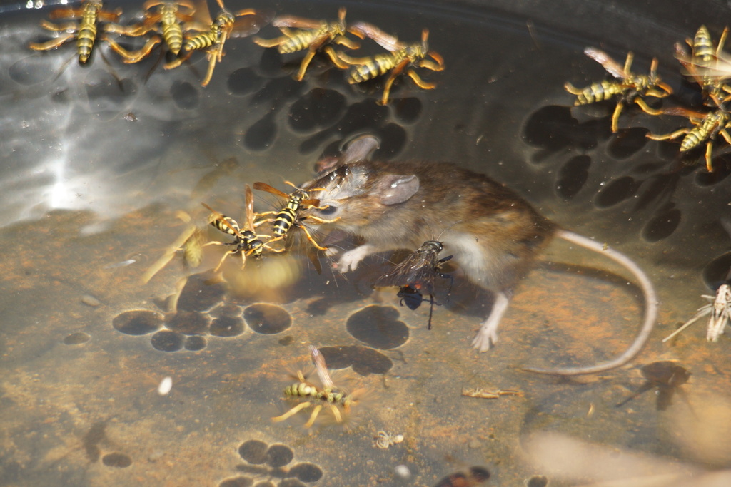 Steppe Field Mouse