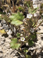 Phacelia rotundifolia
