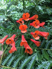 Bomarea costaricensis