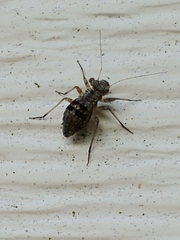 Mesopsocus unipunctatus