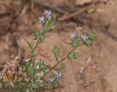 Eriastrum filifolium