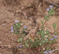 Eriastrum filifolium