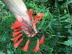 Bomarea costaricensis
