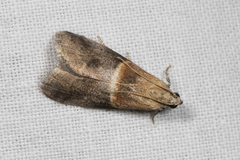 Acrobasis demotella