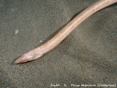 Armless Snake Eel photo 3