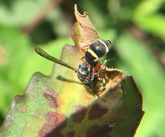 Parancistrocerus minimoferus