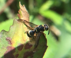 Parancistrocerus minimoferus