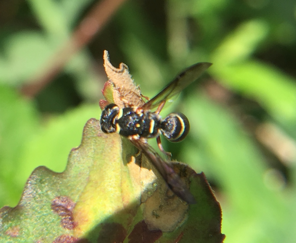 Parancistrocerus minimoferus