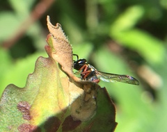 Parancistrocerus minimoferus
