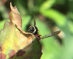 Parancistrocerus minimoferus