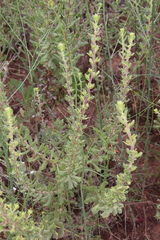Hazardia squarrosa grindelioides