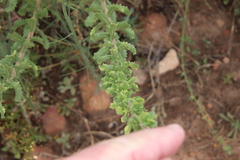 Hazardia squarrosa grindelioides