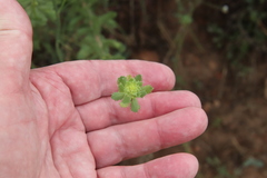 Hazardia squarrosa grindelioides