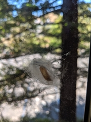 Malacosoma californica