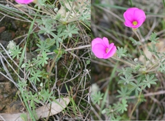 Oxalis engleriana