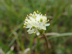 Triantha glutinosa