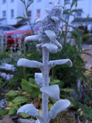 Stachys byzantina