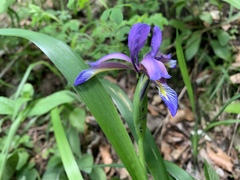 Iris graminea