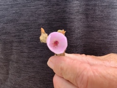 Malacothamnus foliosus