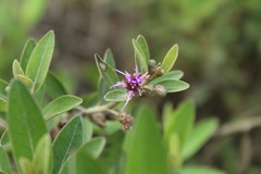 Lepidaploa karstenii